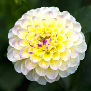 Саженцы Георгина Cherish