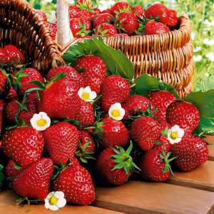 Клубника (крупноплодная) Росинка 5 шт. в упаковке