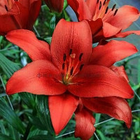 Луковицы  Лилия Brianza (Брианца) (3шт.)