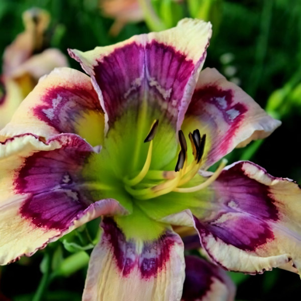 Саженцы Лилейник Bowtie Affair (Боути Эффеир)