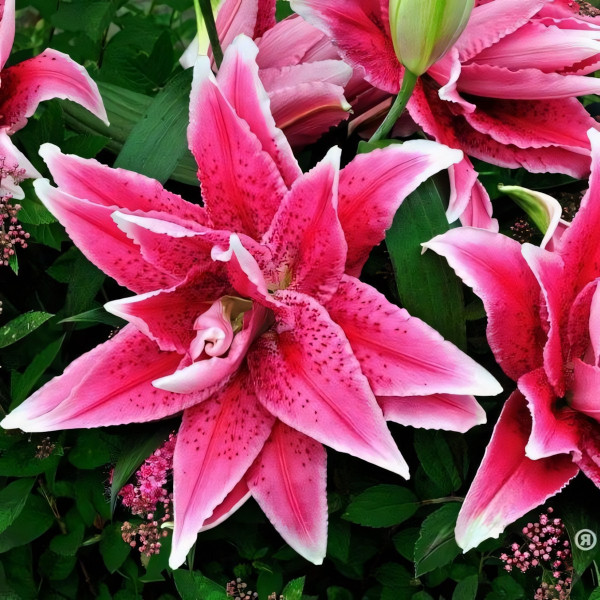 Луковицы  Лилия махровая восточная Roselily Thalita (Розели Талита) (3шт.)