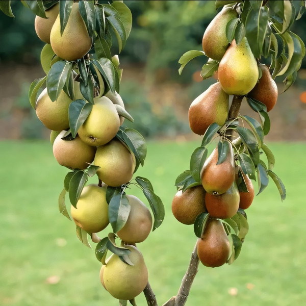 Саженцы Груша Дуо