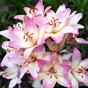  Лилия биколор азиатская Marlenе (Марлен)