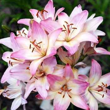  Лилия биколор азиатская Marlenе (Марлен)