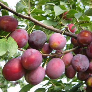 Саженцы Слива Скороспелка красная