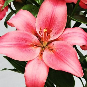  Лилия Манадо