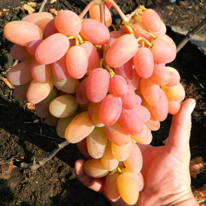 Саженцы Виноград Сенсация