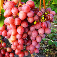 Саженцы Виноград кишмиш красный