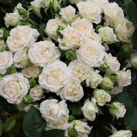 Саженцы Роза спрей Сноу Дэнс