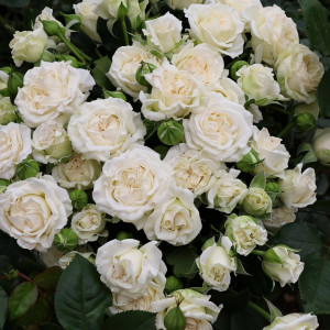 Саженцы Роза спрей Сноу Дэнс