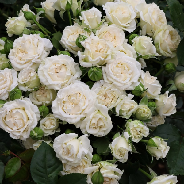 Саженцы Роза спрей Сноу Дэнс