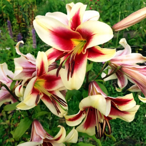  Лилия ОТ гибрид Flavia (Флавия)