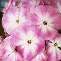 Саженцы Флокс Соловьиная роща