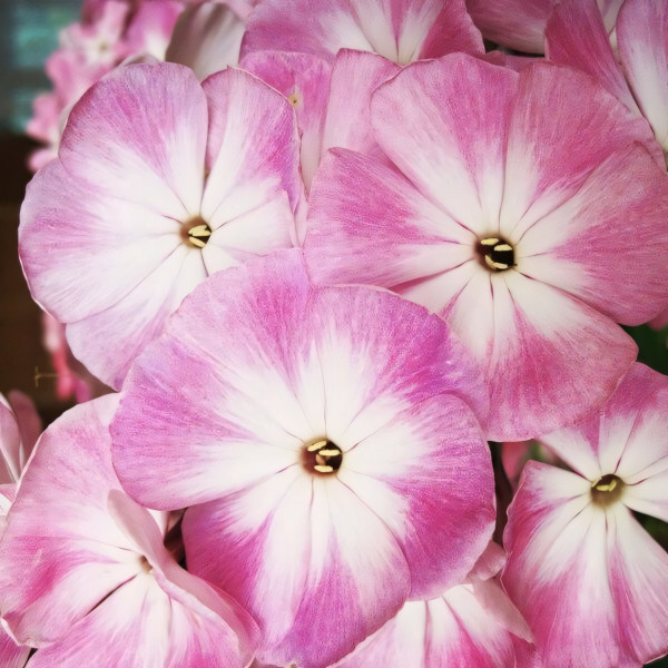 Саженцы Флокс Соловьиная роща