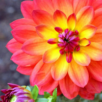 Саженцы Георгина Tricolore