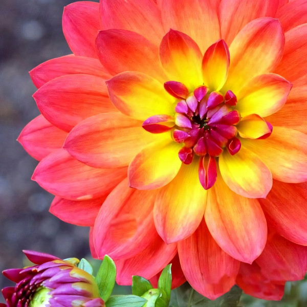 Саженцы Георгина Tricolore