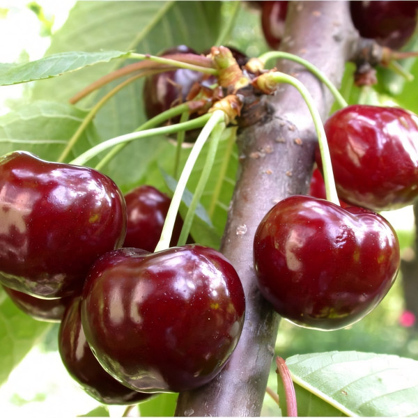 Саженцы Черешня Валерий Чкалов