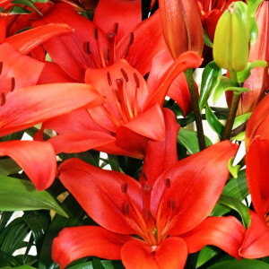  Лилия ЛА гибрид Аrmandale (Армандейл)