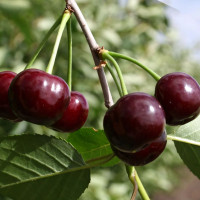 Саженцы Вишня Шоколадница