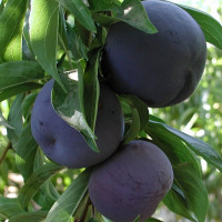 Саженцы Алыча Блэк Голд