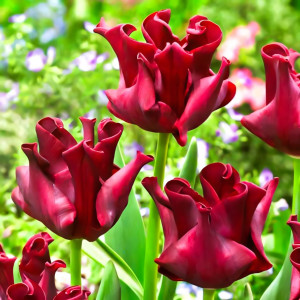 Тюльпан Триумф Ред Дресс (в упаковке - 3шт.)