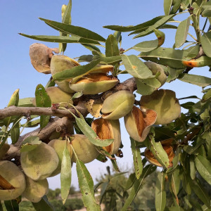 Саженцы Миндаль Амаретто