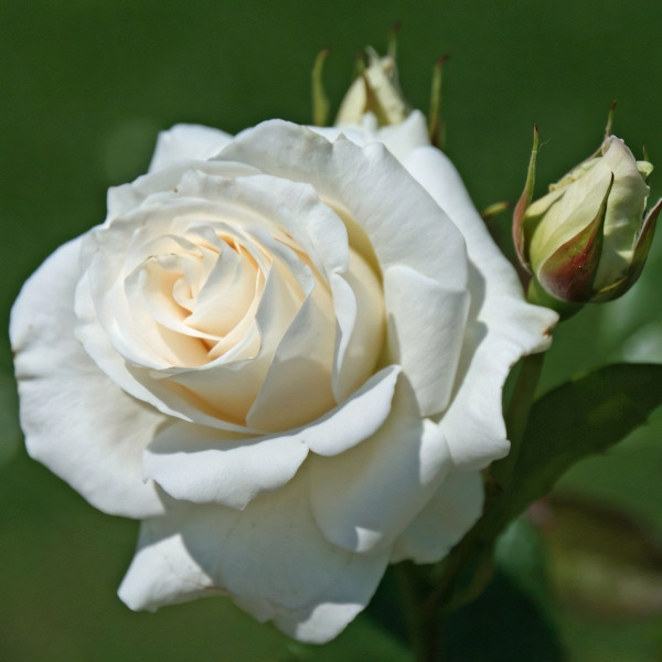 Саженцы Роза чайно-гибридная Паскали