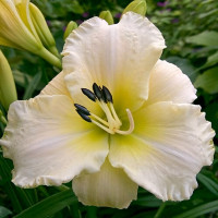 Саженцы Лилейник Arctic Snow (Арктик Сноу)