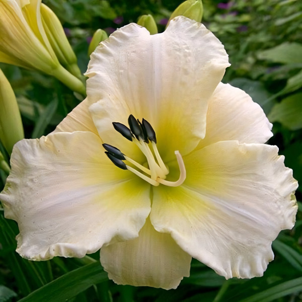 Саженцы Лилейник Arctic Snow (Арктик Сноу)