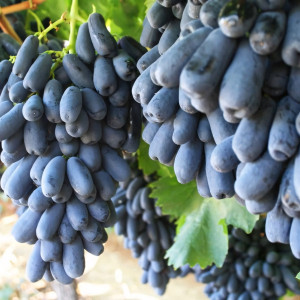 Саженцы Виноград кишмиш Аватар