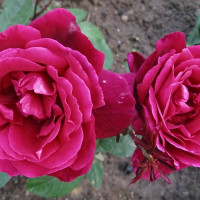 Саженцы Роза чайно-гибридная Крайслер Империал