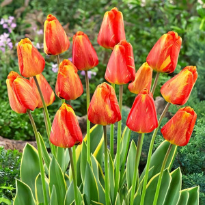 Тюльпан Дарвина Мистик Гарант (в упаковке - 3шт.)