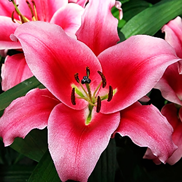 Луковицы Саженцы Лилия ОТ гибрид Dalian (Далиан) (3шт.)