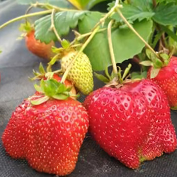 Клубника (крупноплодная) Дали 5 шт. в упаковке