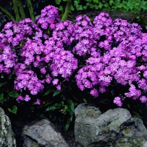 Саженцы Флокс метельчатый Blue Boy (Блю Бой)