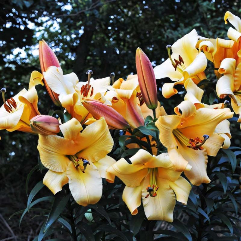 Луковицы Саженцы Лилия ОТ гибрид Saltarello (Салтарелло) (3шт.)