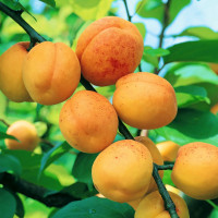 Саженцы Абрикос Медовый