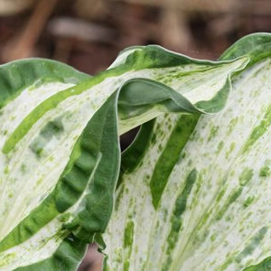 Саженцы Хоста Alley Oop (Аллей Уп) S