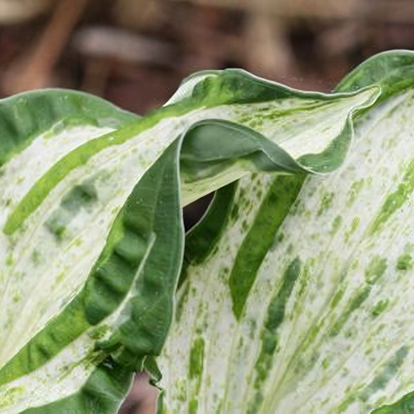 Саженцы Хоста Alley Oop (Аллей Уп) S