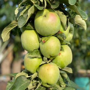 Саженцы Яблоня колоновидная Белоснежка