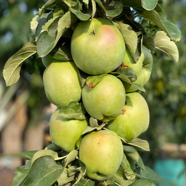 Саженцы Яблоня колоновидная Белоснежка