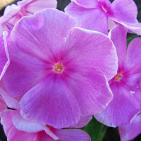 Саженцы Флокс Владимир