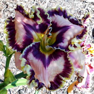 Саженцы Лилейник Starry Starry Night (Стари Стари Найт)