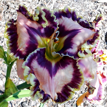 Саженцы Лилейник Starry Starry Night (Стари Стари Найт)