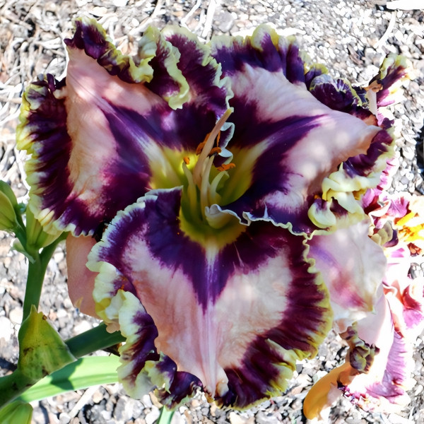 Саженцы Лилейник Starry Starry Night (Стари Стари Найт)