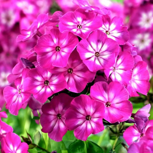 Саженцы Флокс Tatjana (Татьяна)