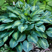 Саженцы Хоста Kiwi Full Monty (Киви Фулл Монти) L