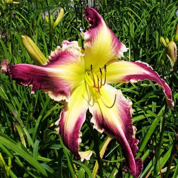 Саженцы Лилейник Absolute Ripper (Абсолют Рипер)