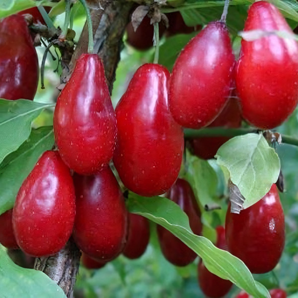 Саженцы Кизил Светлячок