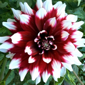 Саженцы Георгина Mystery Day